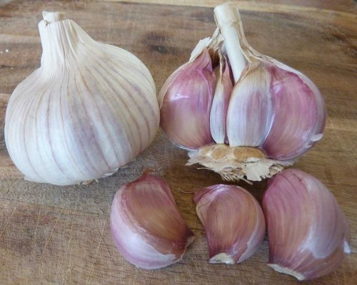 Uti Garlic