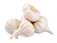 Indian Organic Garlic Supplier in Mandsaur