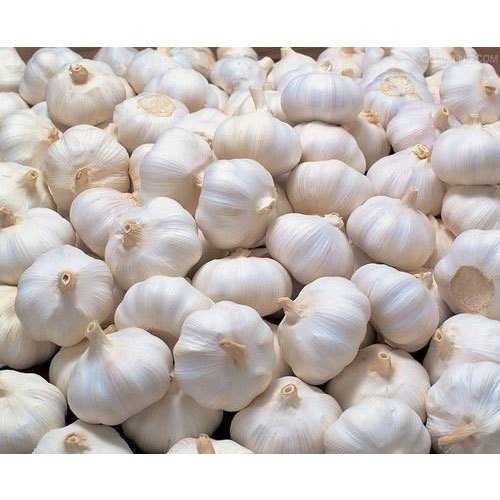 G2 Garlic Manufacturers in Mandsaur